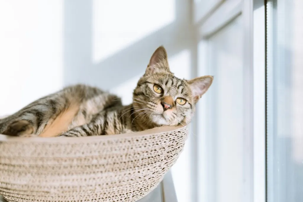 Ultimate Guide to Cat Care: Keep Your Feline Happy and Healthy