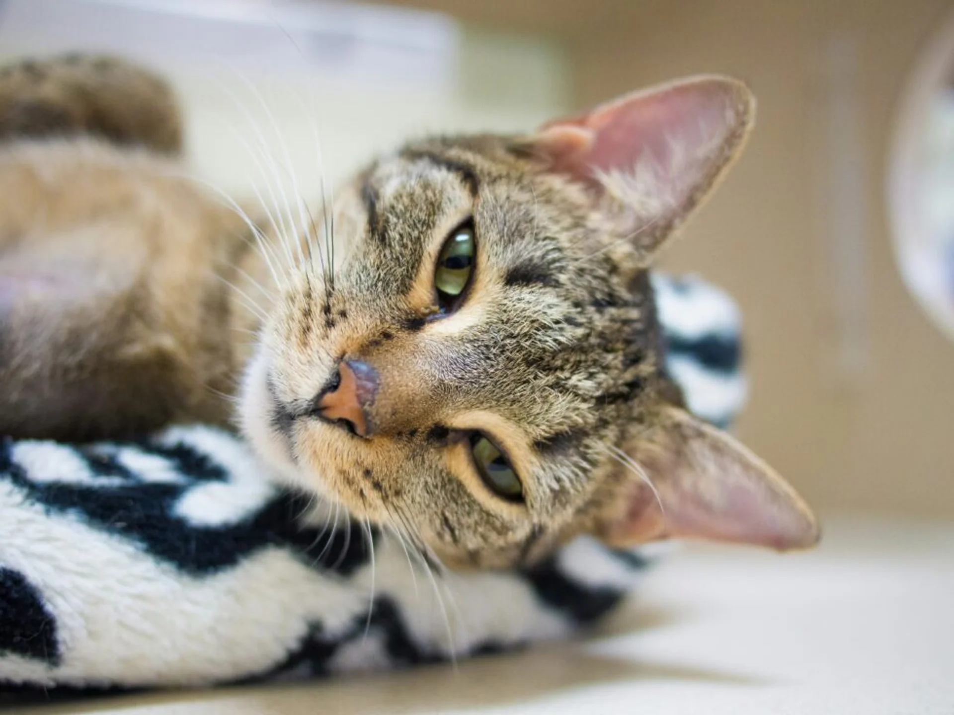 Essential Tips for New Pet Adopters: Celebrate Shelter Pet Month This December