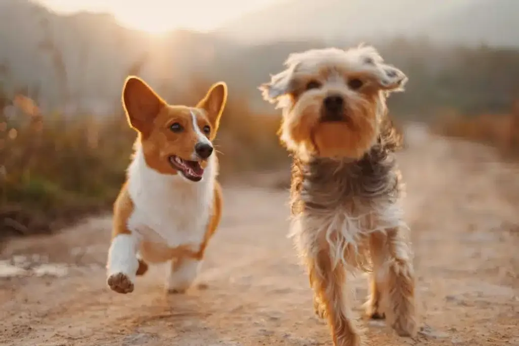 May is Lyme Disease Awareness Month: Keep Your Pet Tick-Free