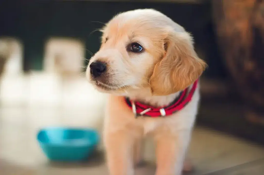 New Year, New Pet: Essential Tips for New Puppy and Kitten Owners
