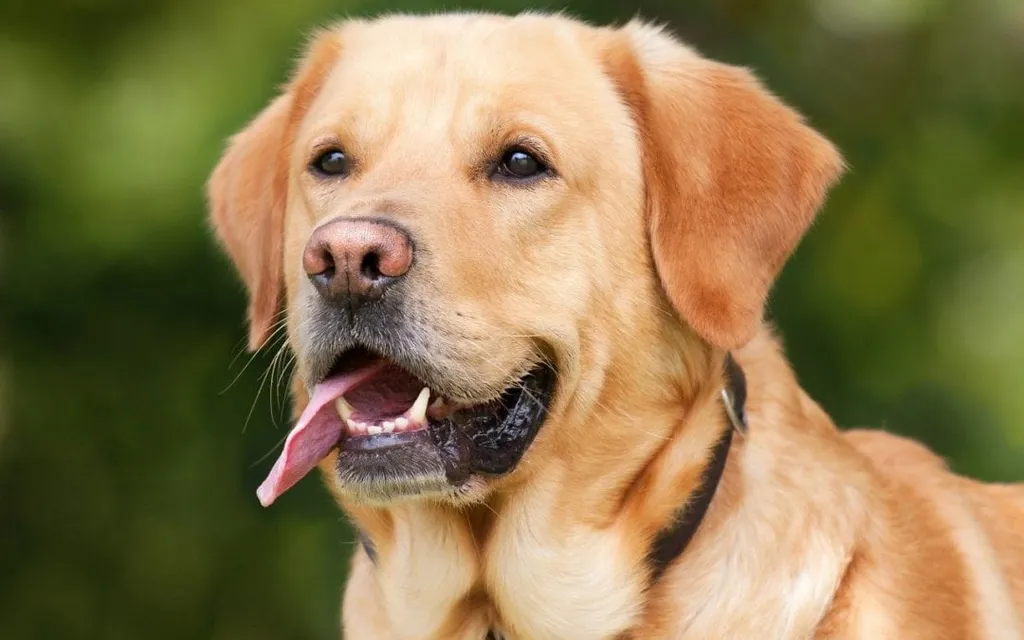 Signs Your Dog Has Noise Aversion