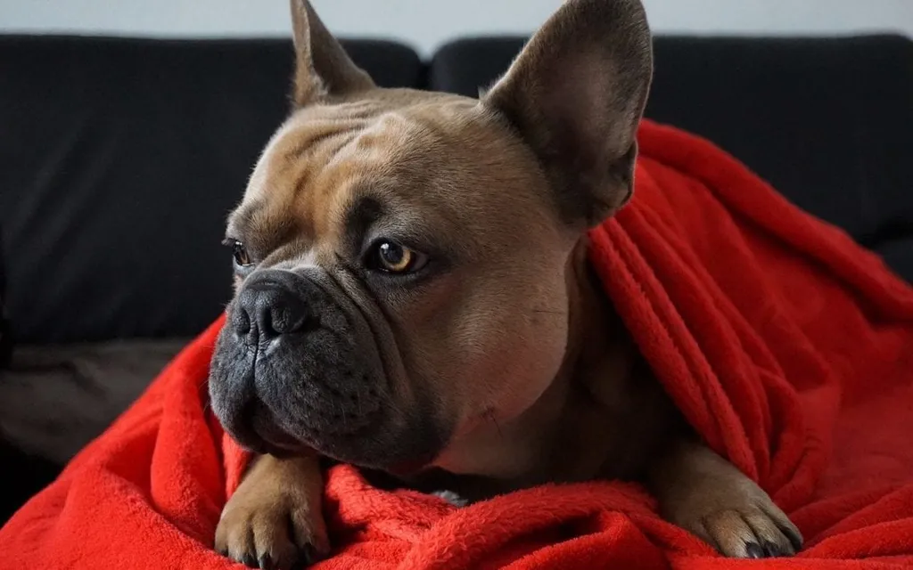 4 Ways to Make a Safe Zone for Your Pet
