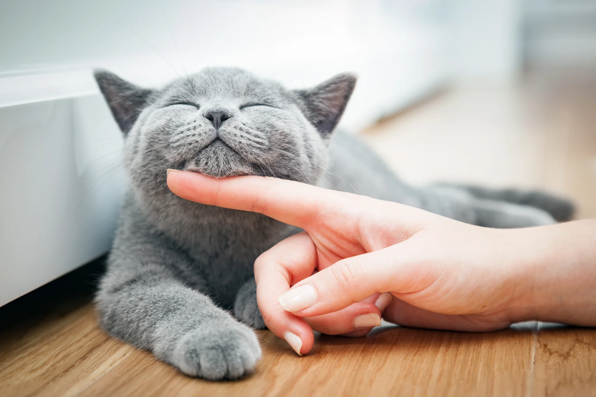 Pet Endocrinology
