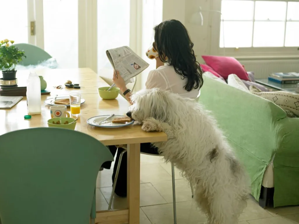 March Pet Safety Guide: Preventing Accidental Poisonings at Home