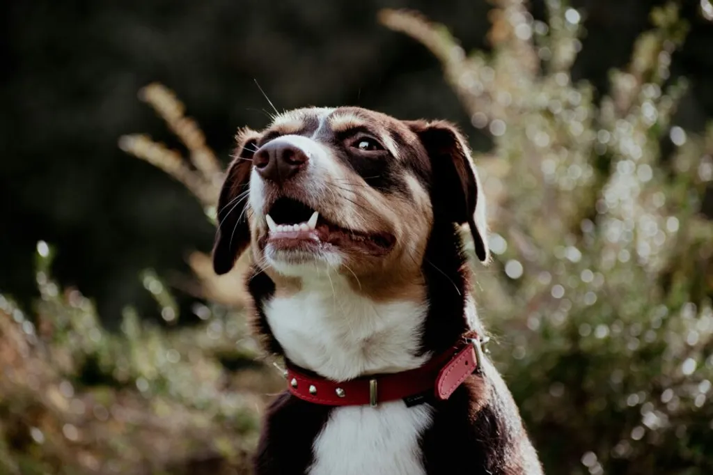 How Often Does Your Pet Need a Dental Cleaning? A Vet's Guide to Oral Health