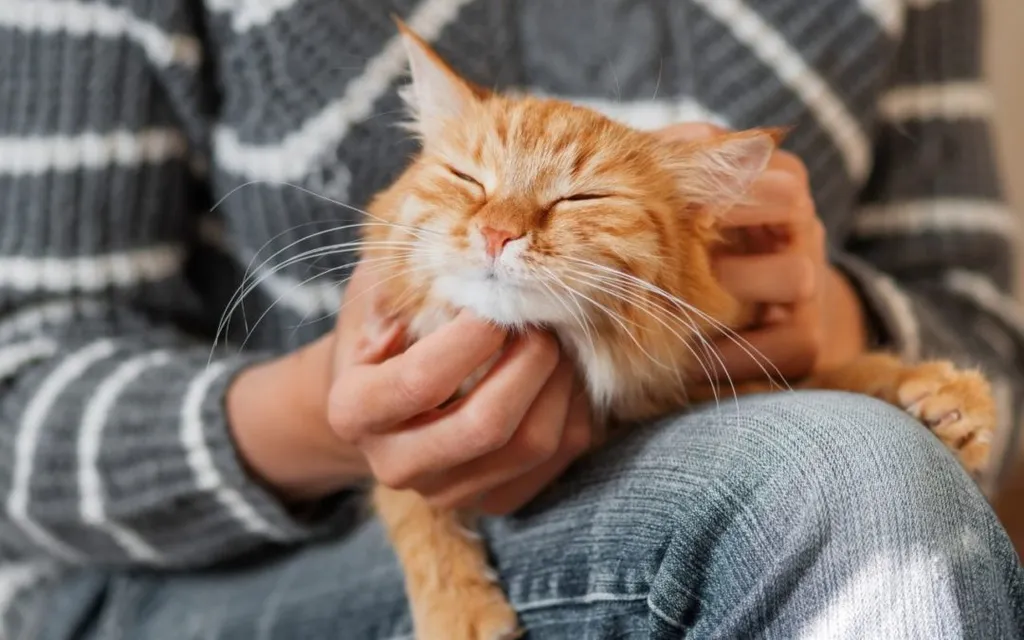 How to Recognize Pain in Your Cat