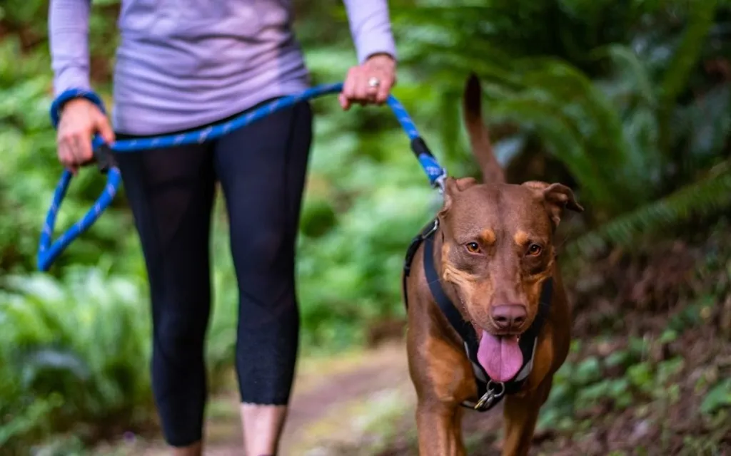 How to Teach Your Dog to Focus on Walks