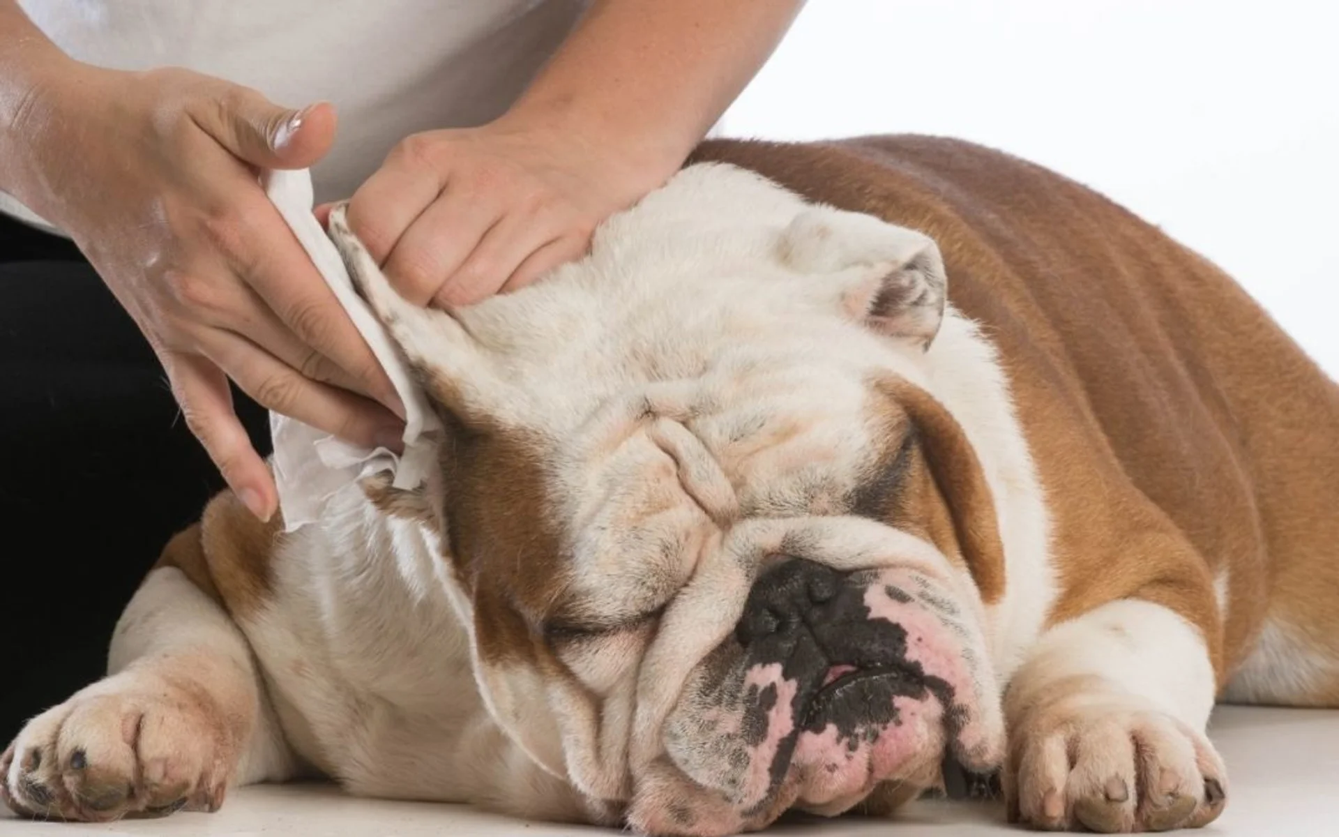 Does My Pet Need Health Insurance?