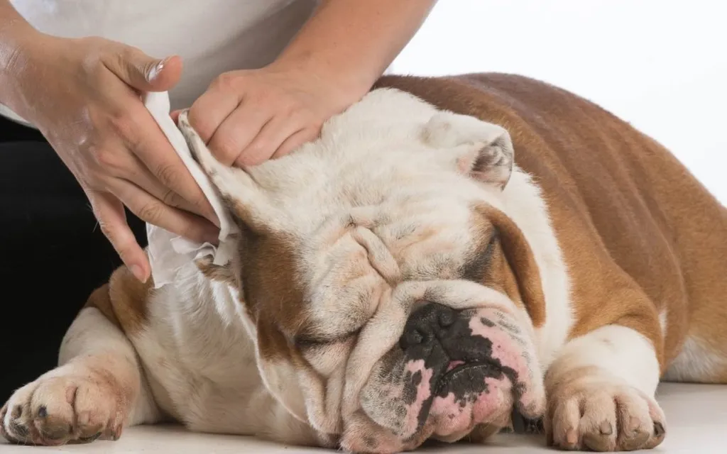 Does My Pet Need Health Insurance?