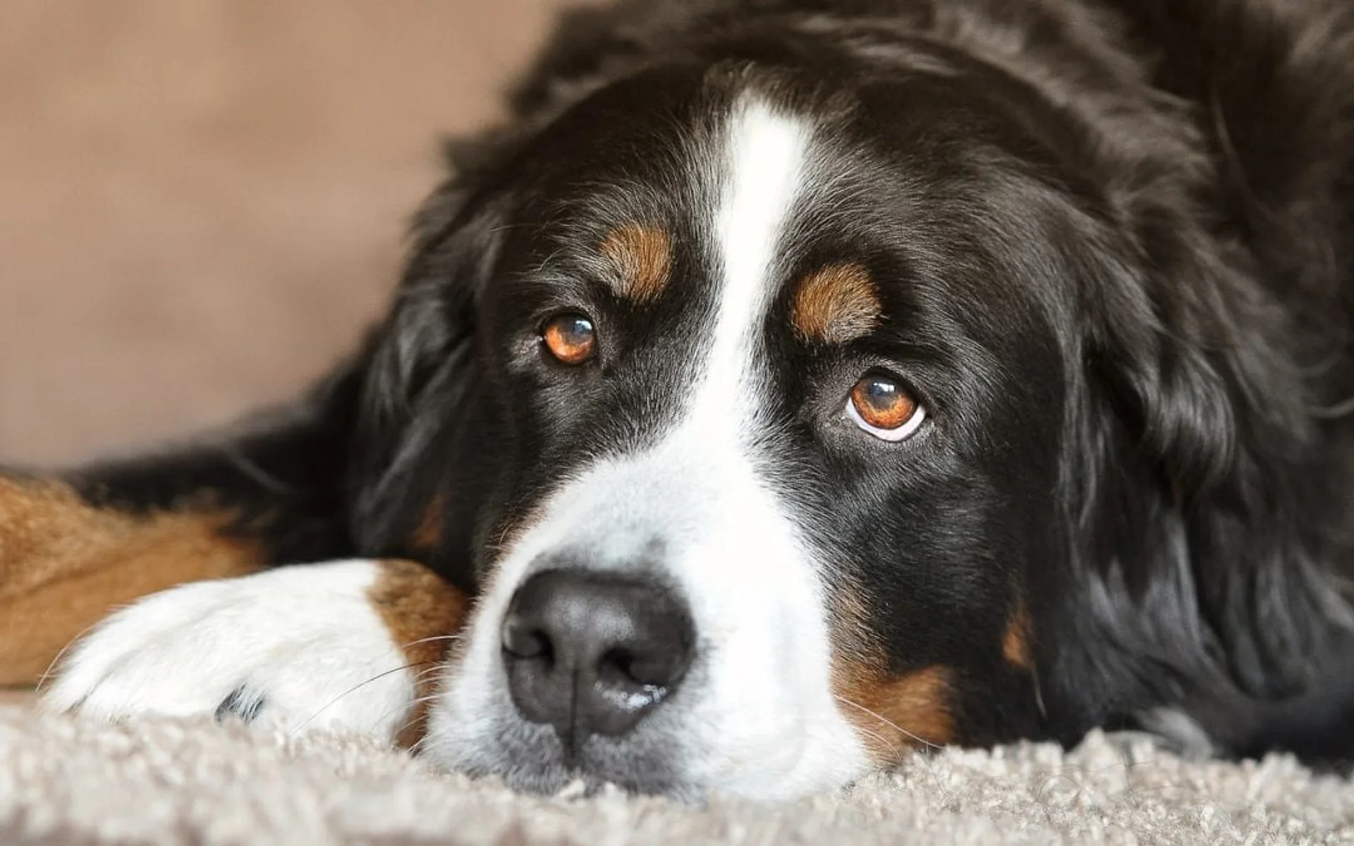 5 Tips Healthy Weight Loss in Dogs