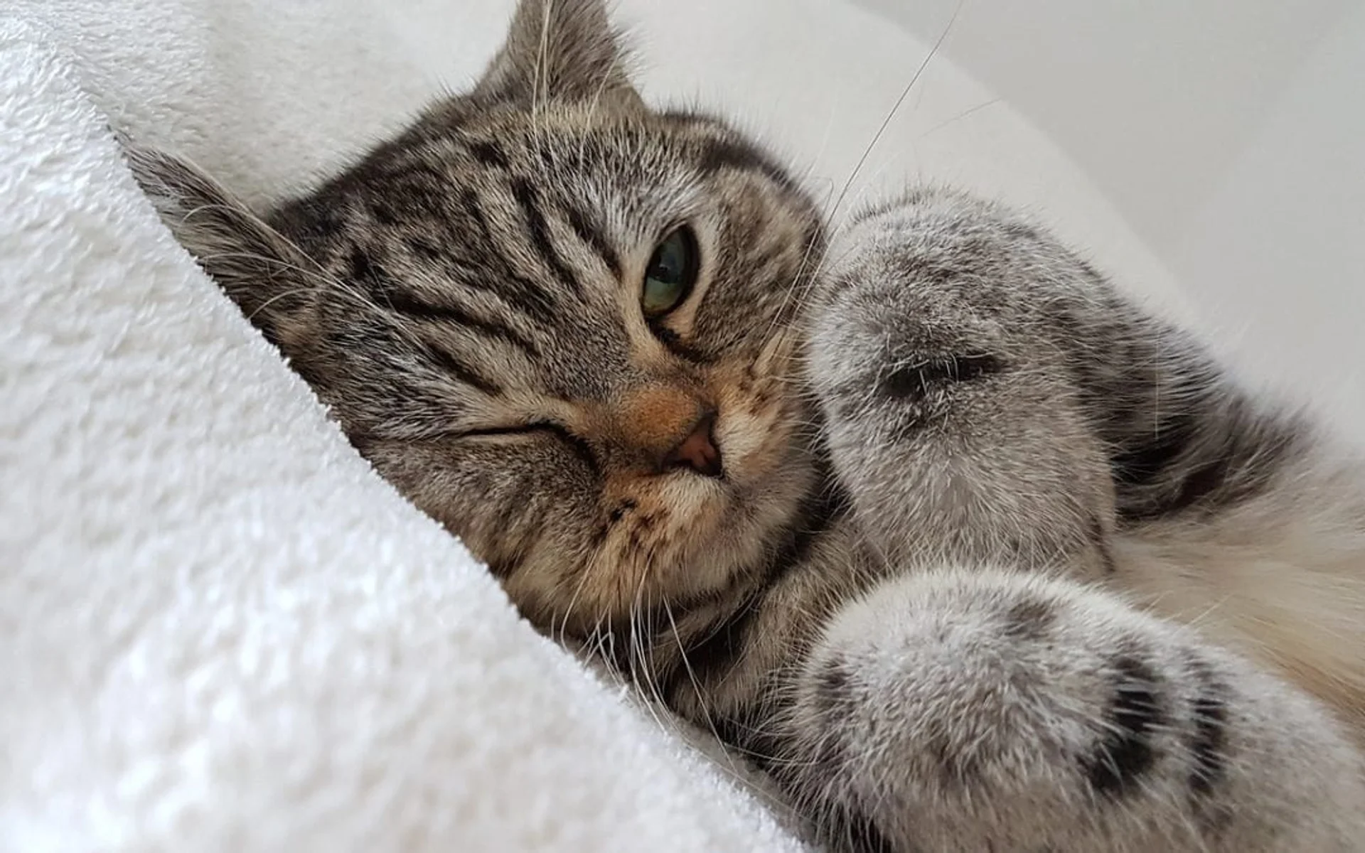 The Importance of Wellness Care for Pets