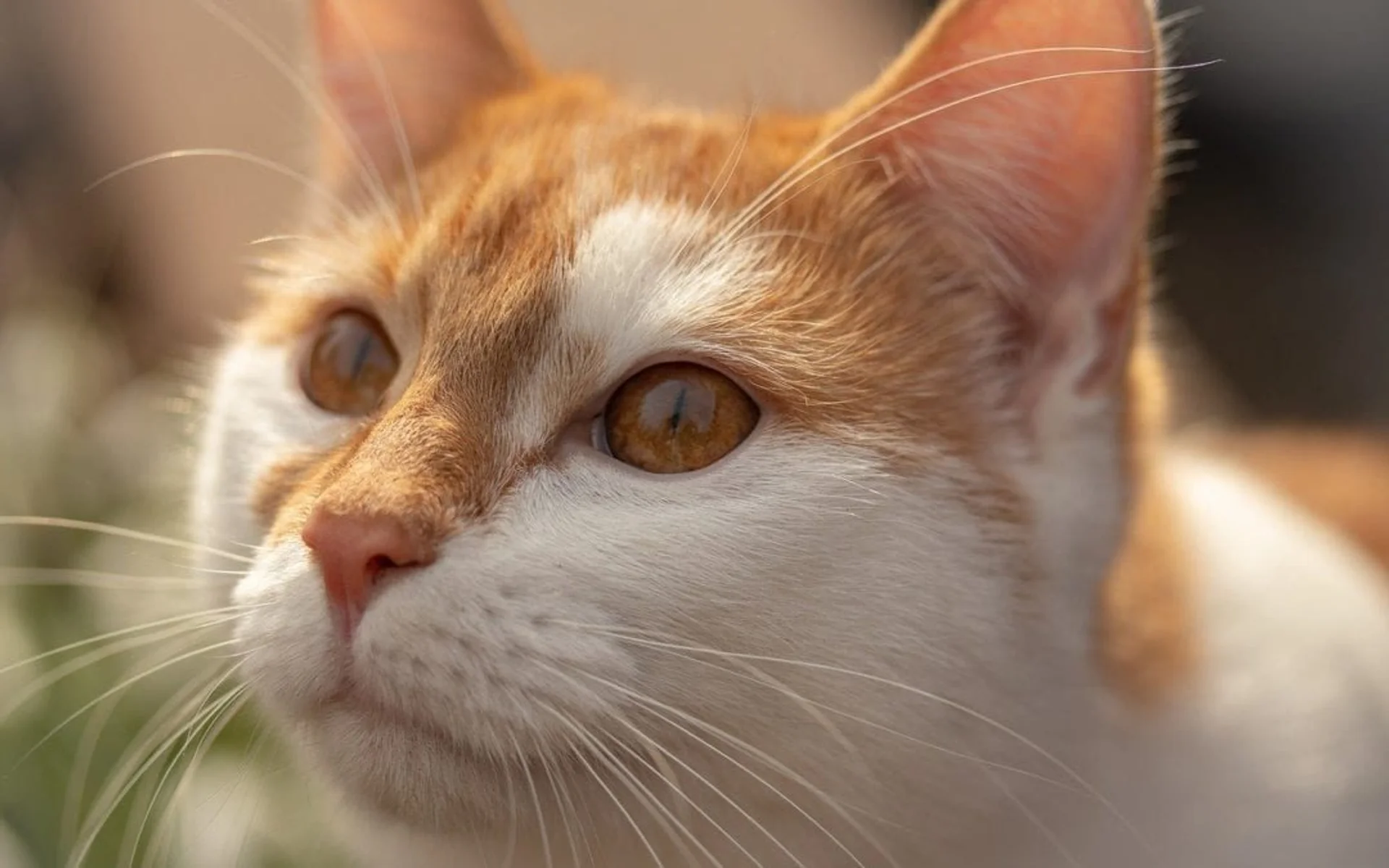 3 Ways to Cherish Your Pet's Memory