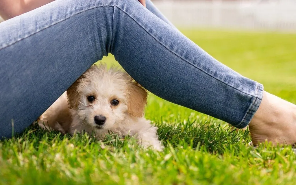 3 Reasons Why Your Young Pet Needs a Routine