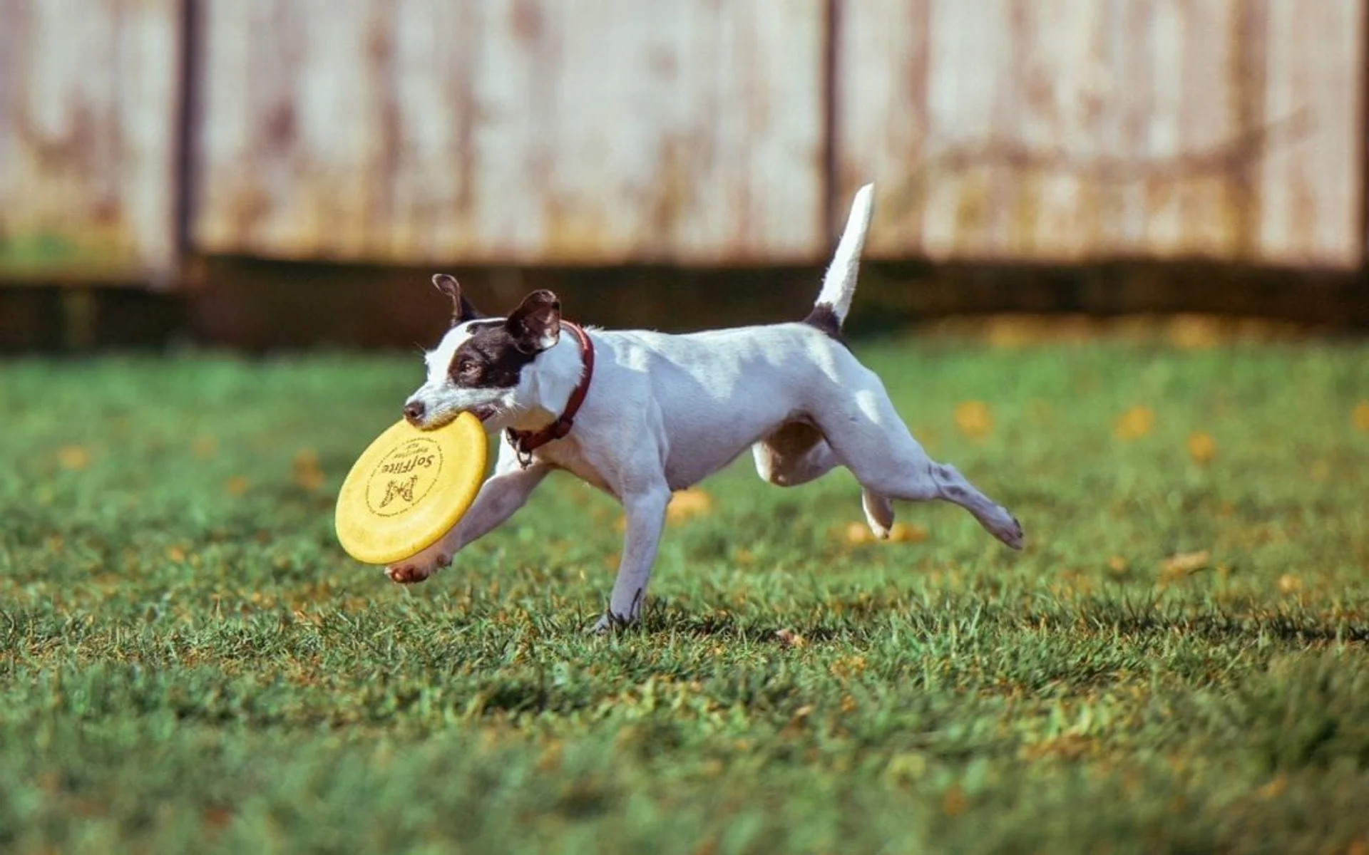 3 Tips to Ensure Your Pooch Enjoys the Dog Park