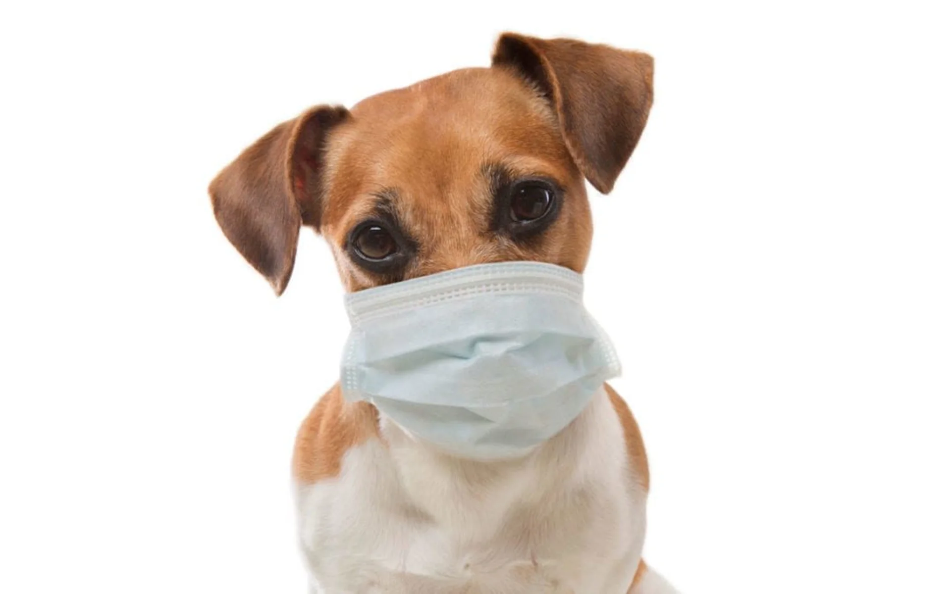 Coronavirus and Your Pet