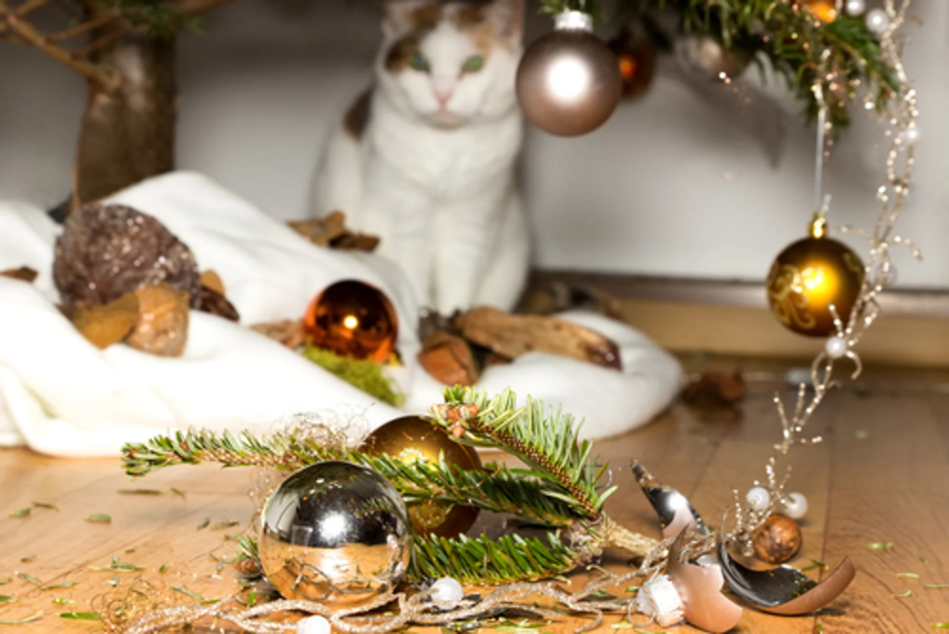 Holiday Hazards
