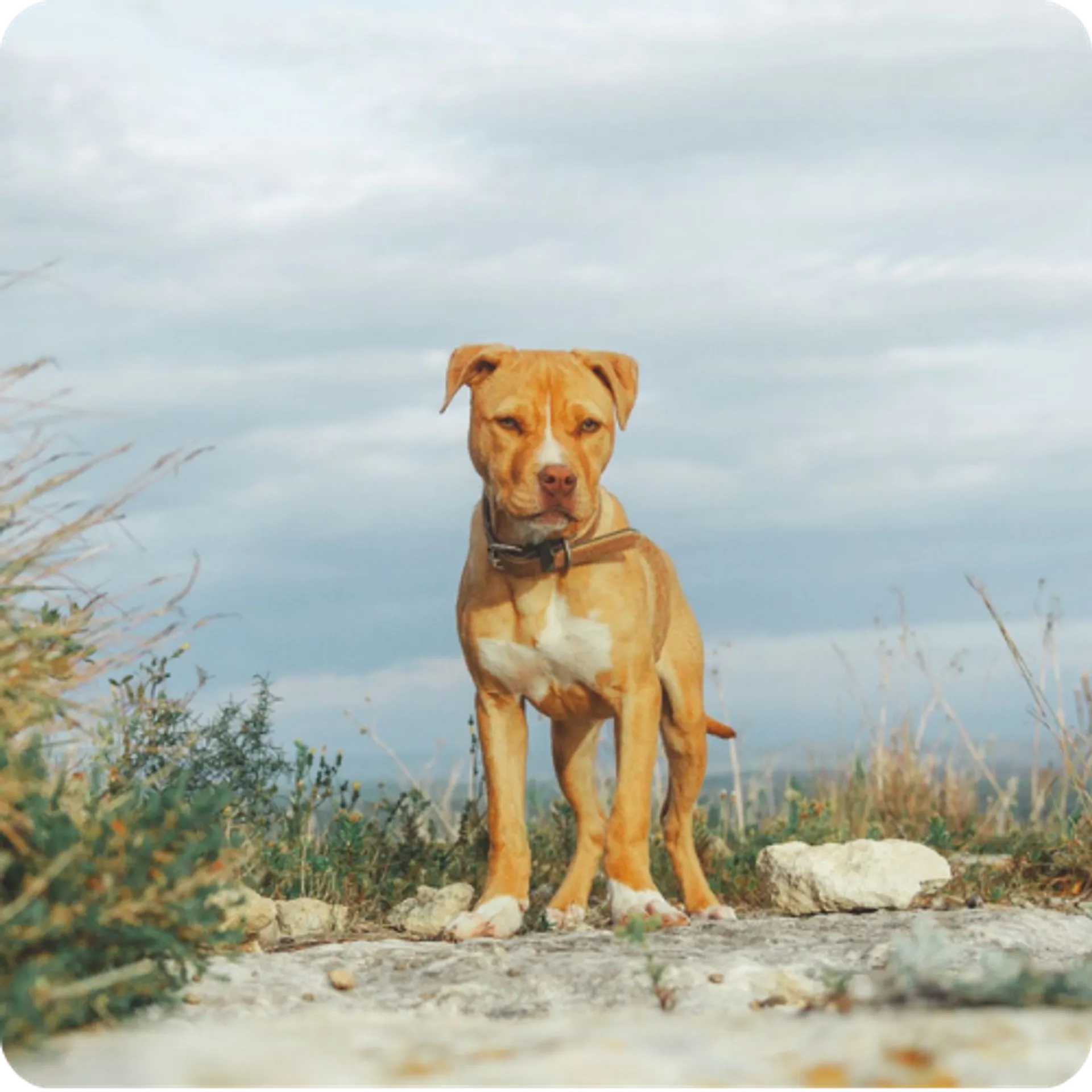Why is My Dog Limping? test