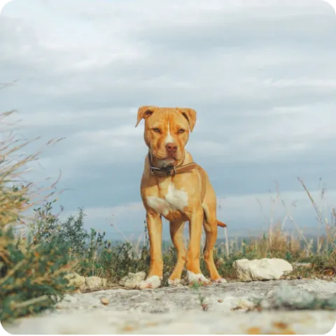 Why is My Dog Limping? test
