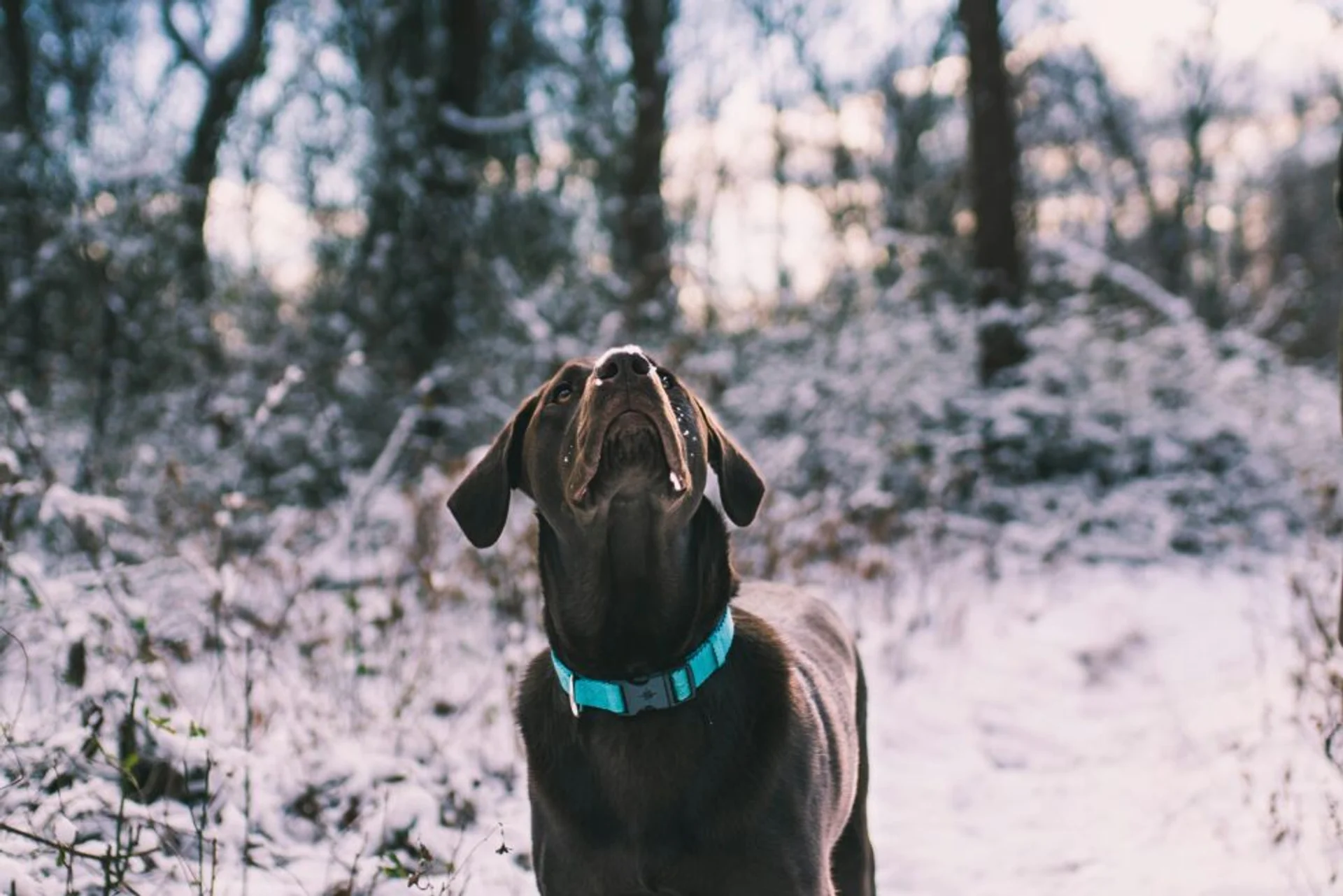 January Pet Wellness: A Guide to Seasonal Hazards