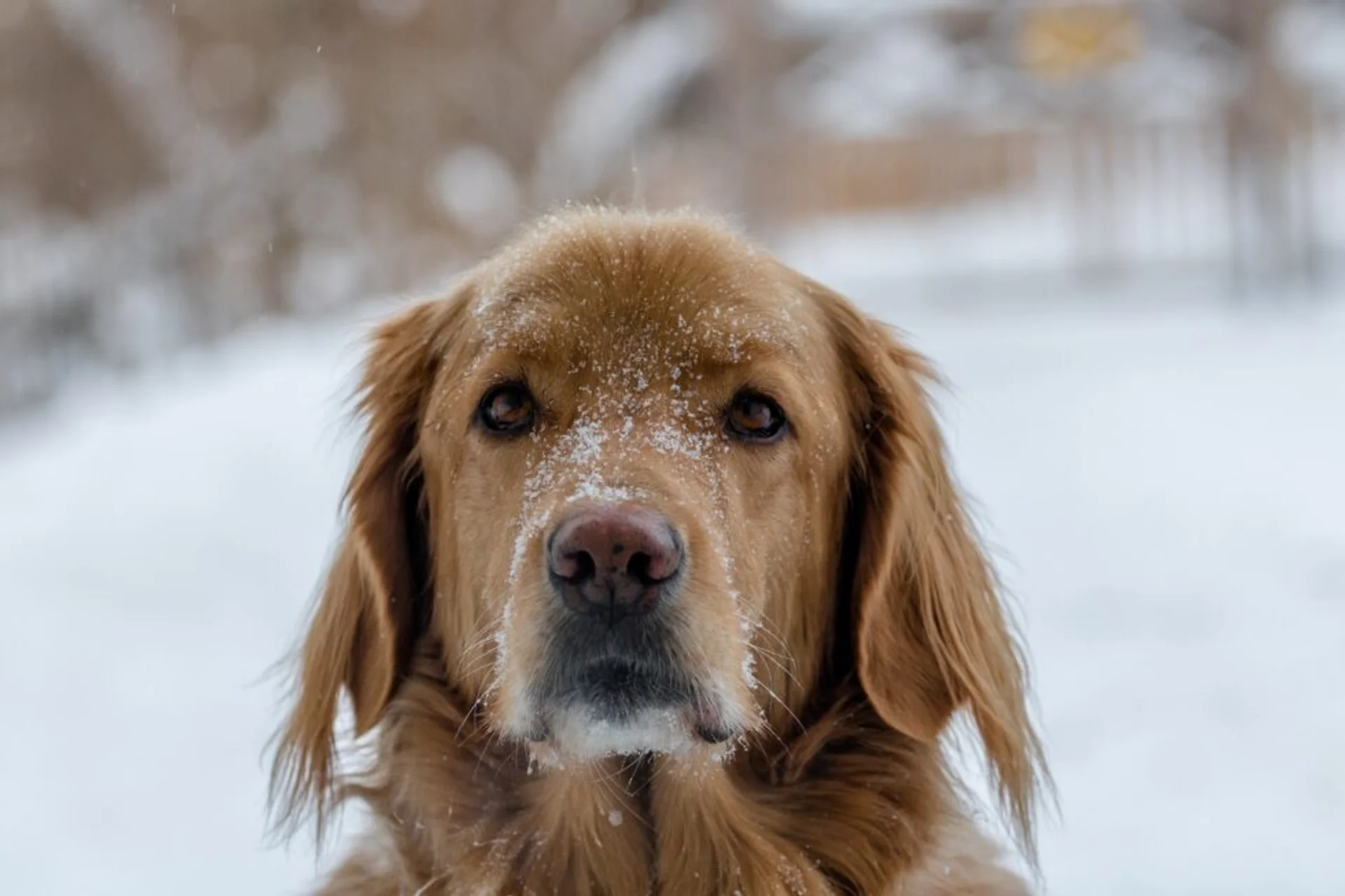 Chill in the Air: Protecting Your Pet from the Winter Cold