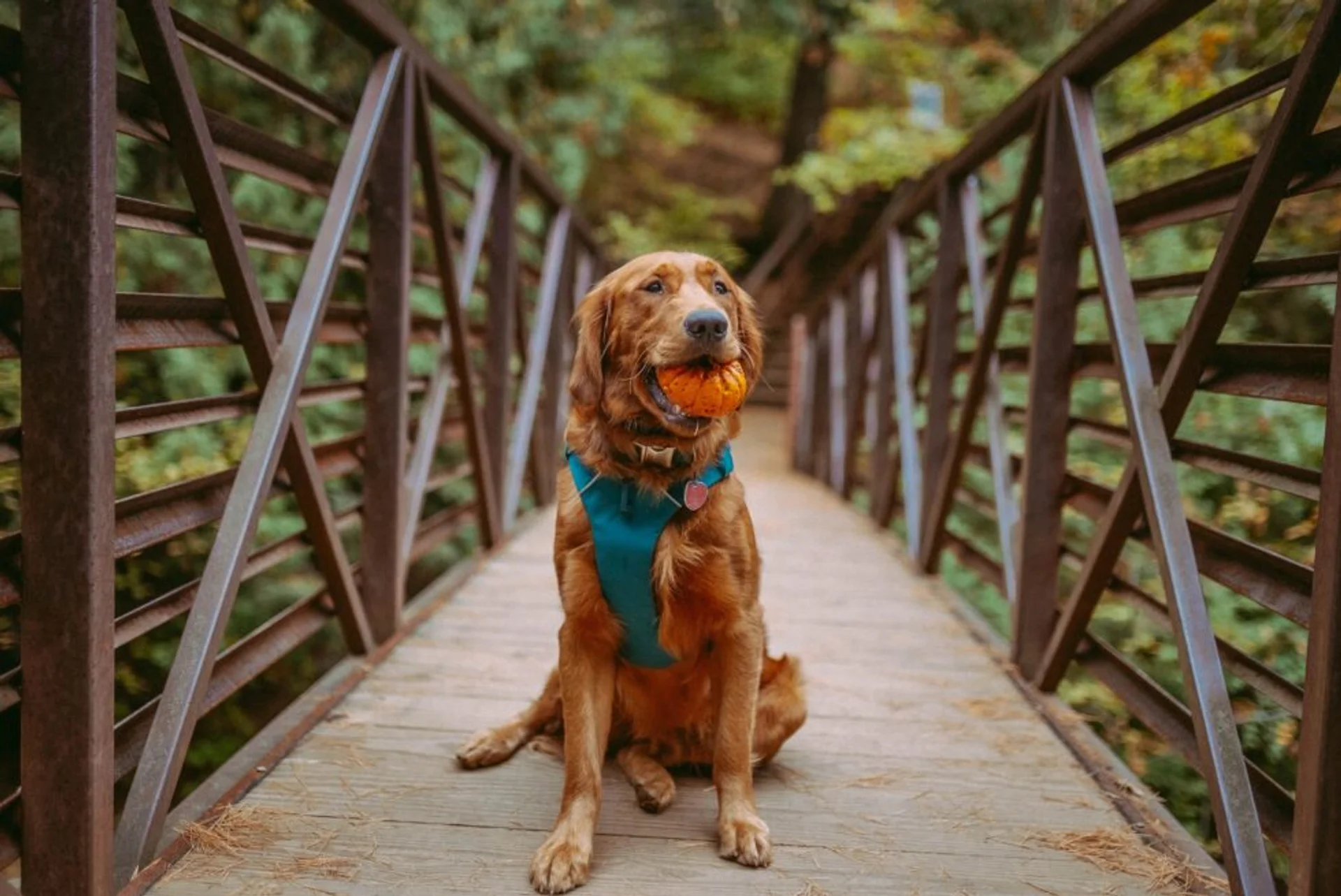 Pet-Friendly Thanksgiving Foods