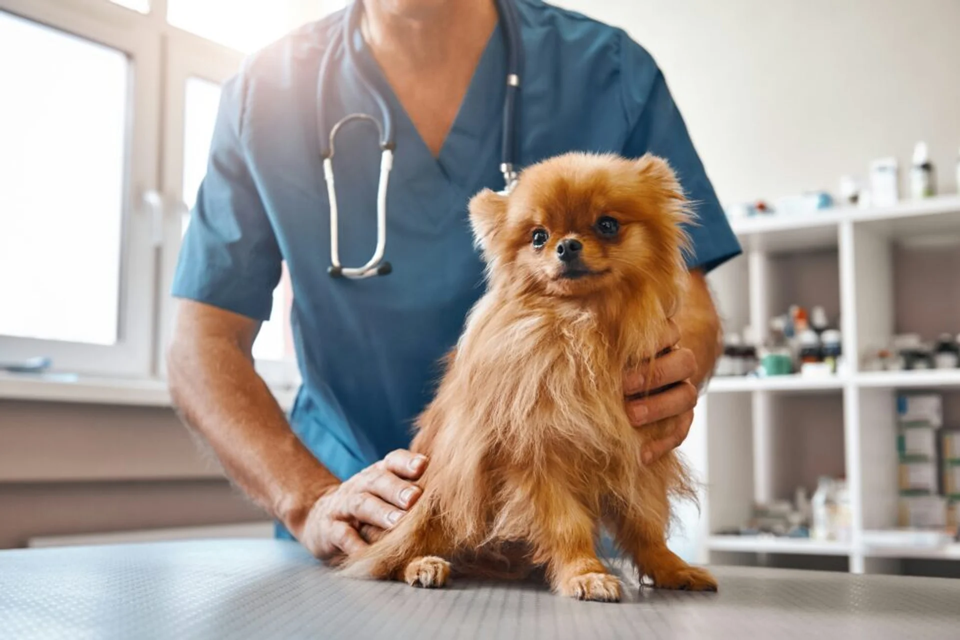 Beyond Vaccines: Why Routine Lab Testing Is Essential for Your Pet