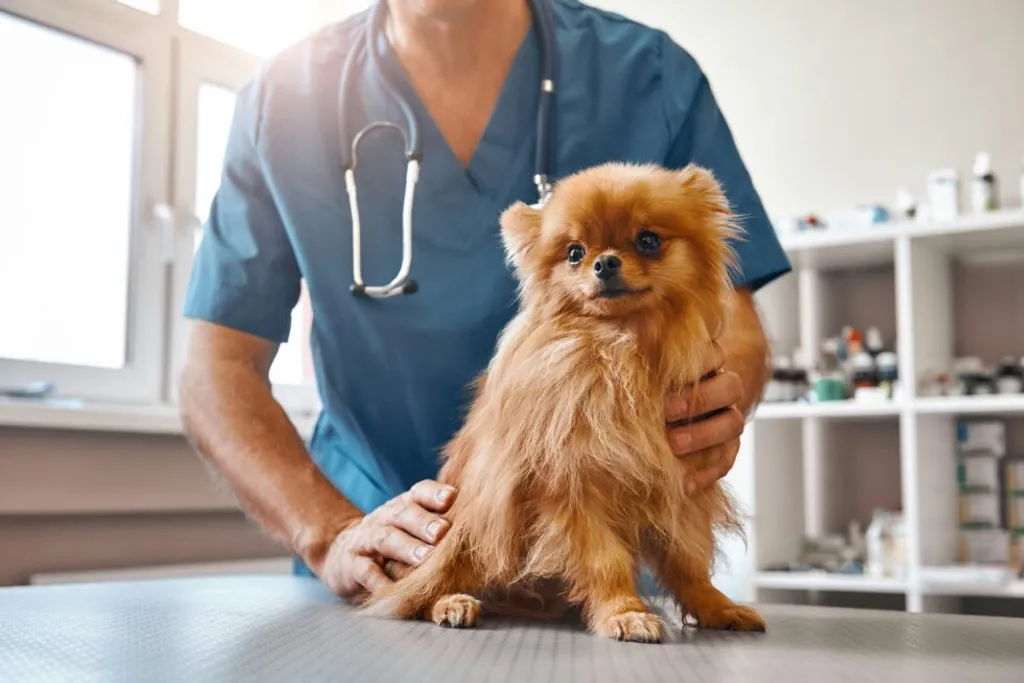 Beyond Vaccines: Why Routine Lab Testing Is Essential for Your Pet