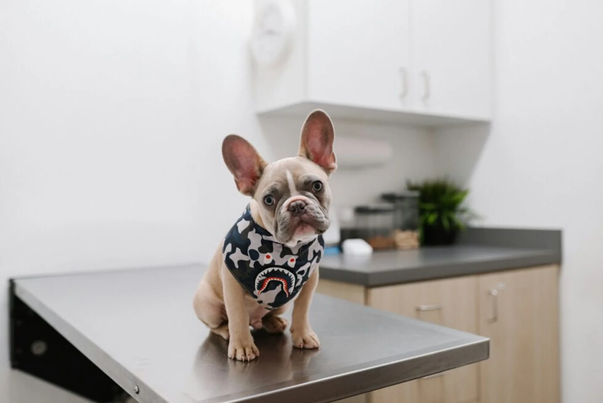 What You Can't See Can Hurt Them: The Importance of Preventative Lab Work