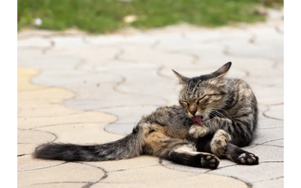 What You Need to Know About Skin Allergies in Pets