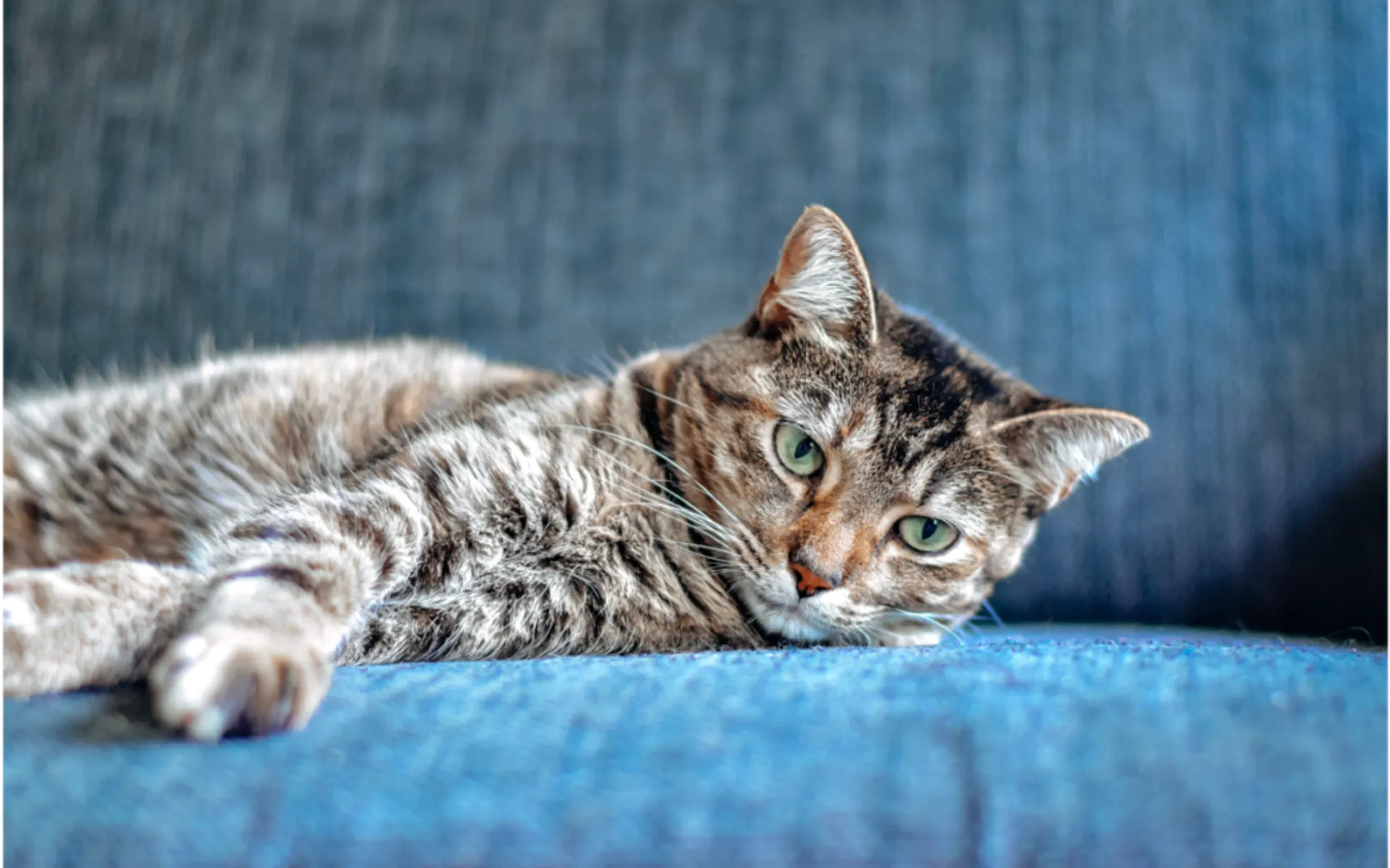 How to Prevent a Hairball