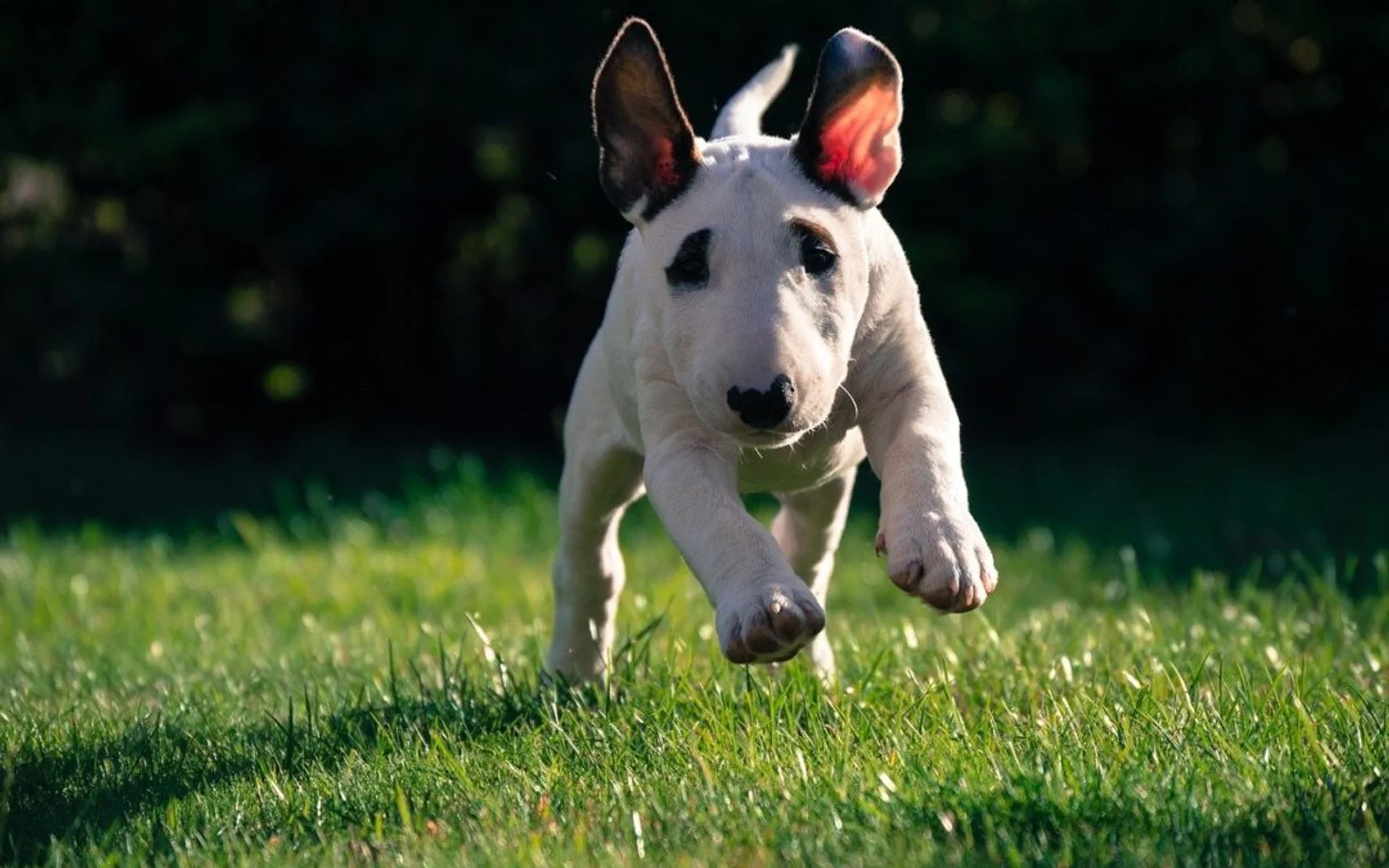 Essential Supplies To Include in Your Pet First Aid Kit