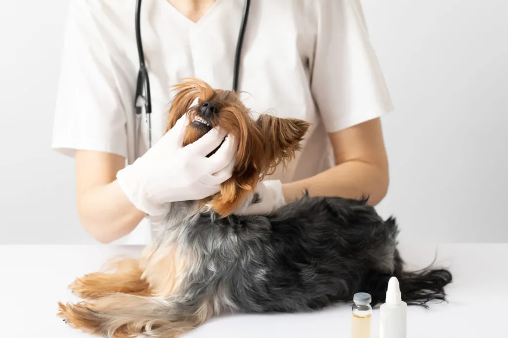 Dental Care and VOHC Handouts