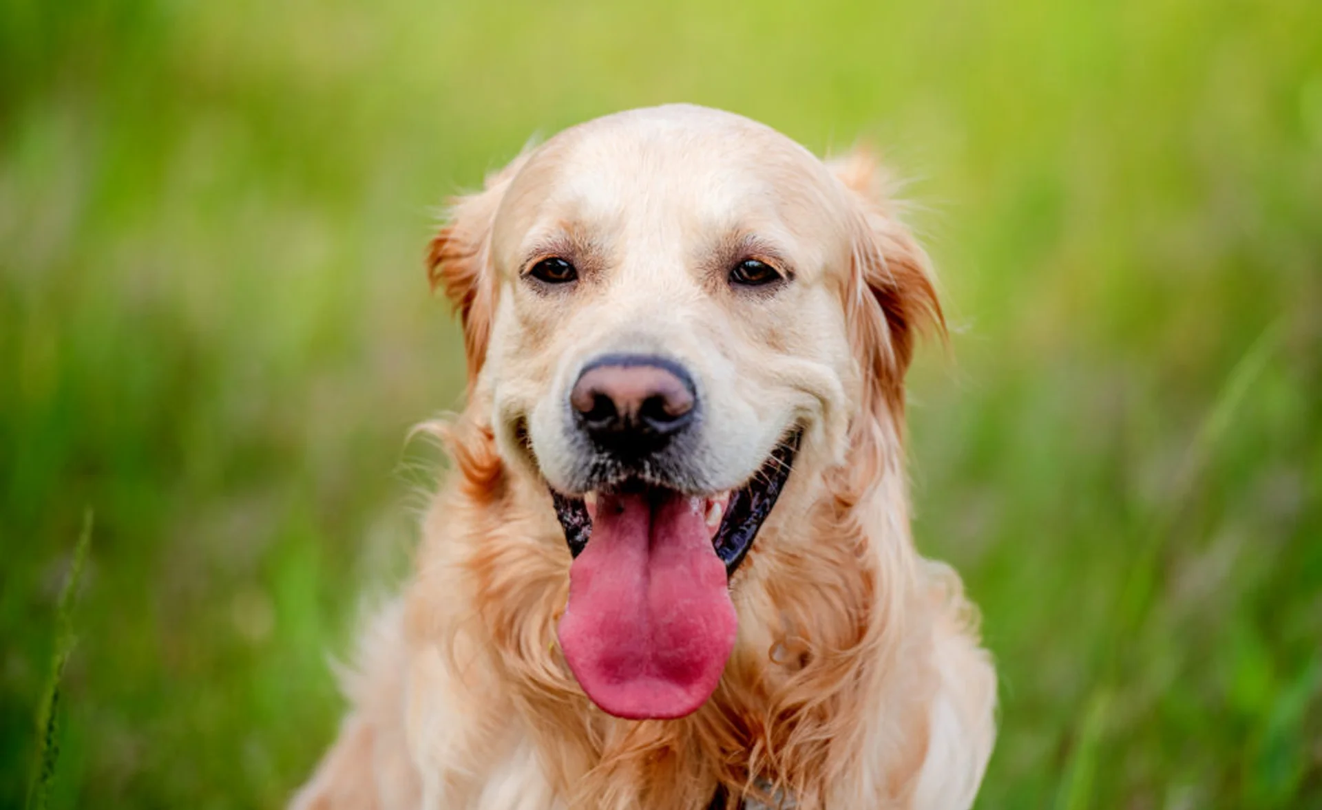 How To Give a Pill: How To Put The Treat Into Treatments