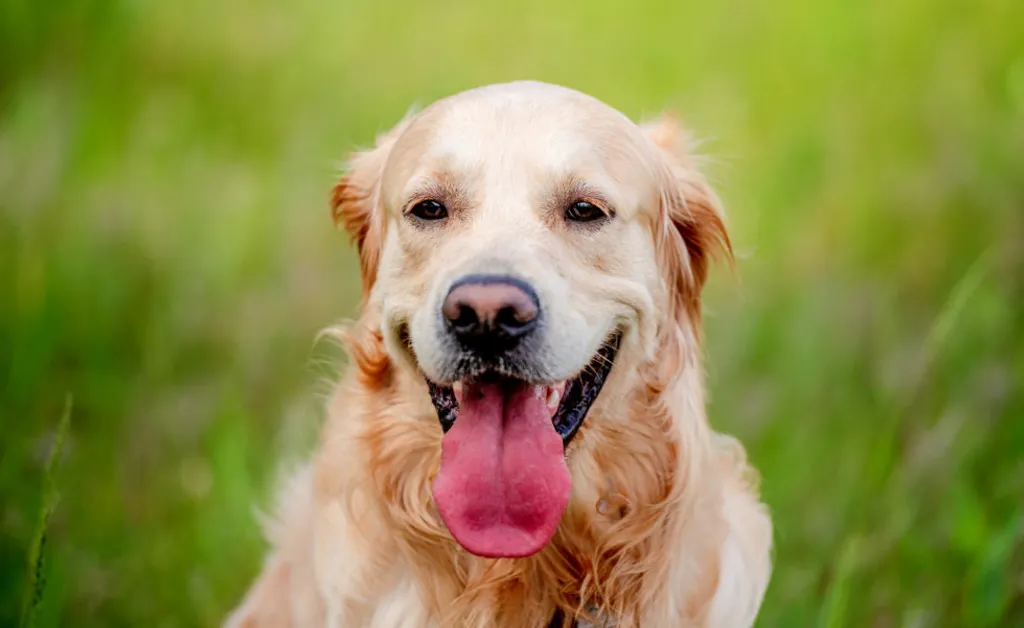 How To Give a Pill: How To Put The Treat Into Treatments