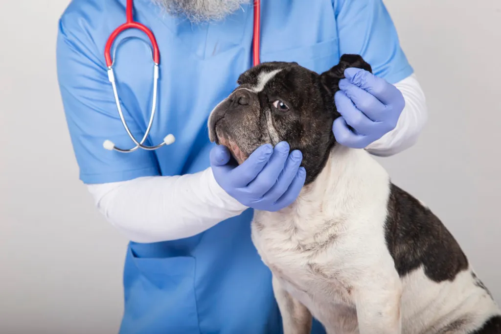 How to Clean Your Pet's Ears: A Step-By-Step Guide
