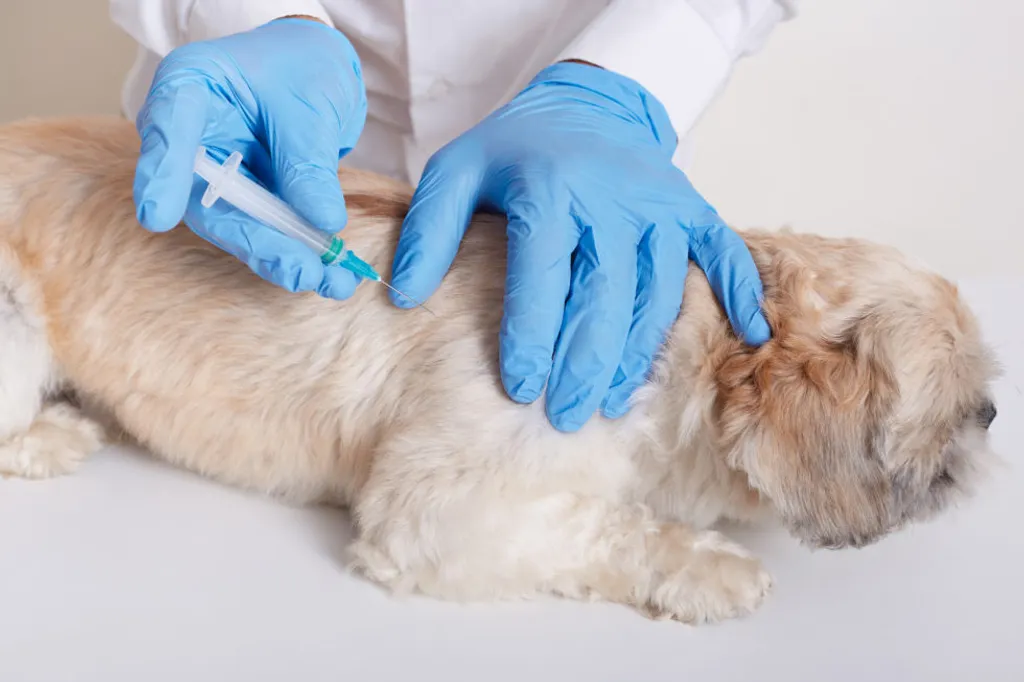 Information About Vaccines